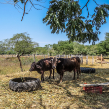Cows in field, Tuito, Mexico