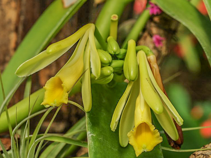 Vanilla Beans Archives Puerto Vallarta Walking Tours