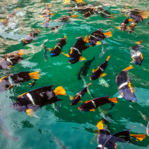 King Angel fish Mexico