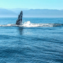 Quiet whales calm water