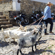 Walking the goats!
