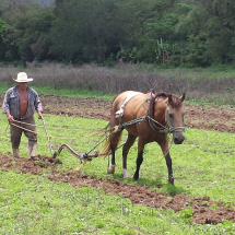 Horse and plow