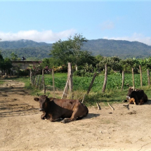 Rural El Tuito