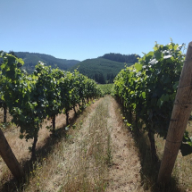 VINEYARD