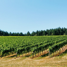 VINEYARD