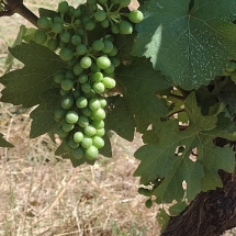 WINE GRAPES