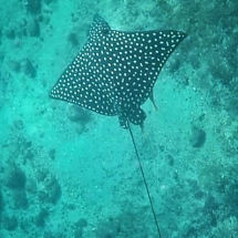 Manta Ray