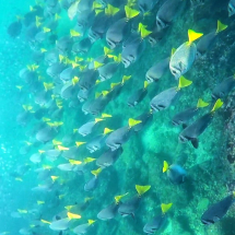 Underwater colorful fish